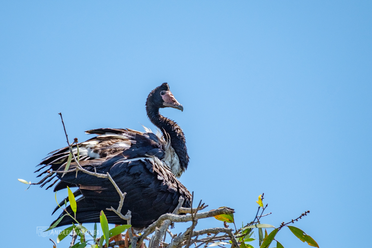 australie 2018-100.jpg